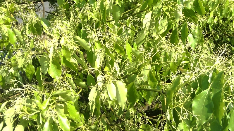 クスノキの花 東京都大田区平和島公園
