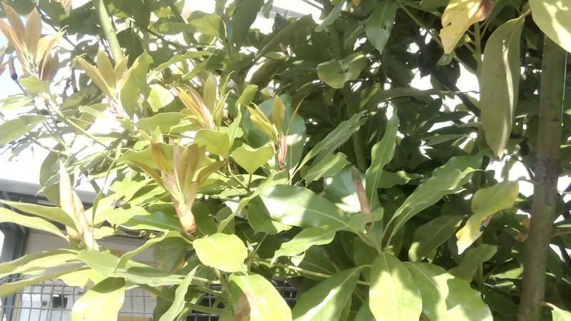 アラカシの新芽 東京都大田区平和島