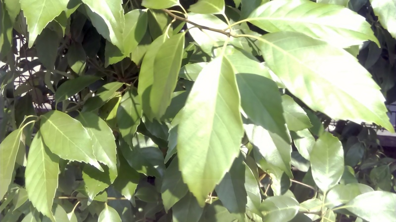 アラカシ 東京都大田区平和島