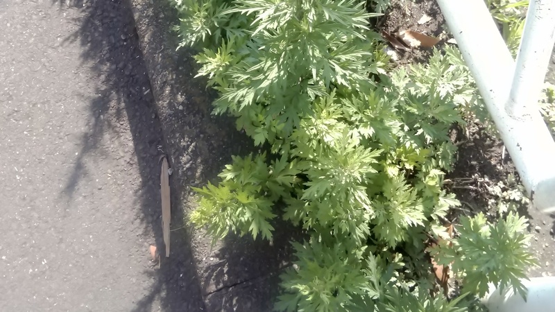 ヨモギ 東京都大田区平和島