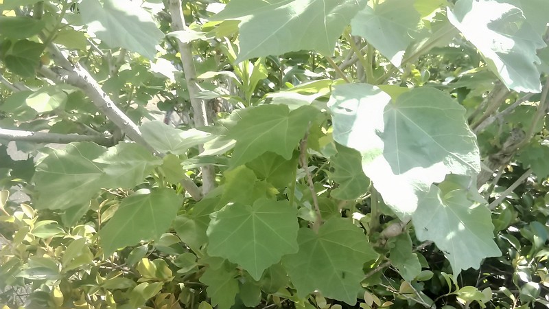 フヨウの葉 東京都大田区大和大橋