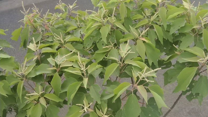 アカメガシワの雄花の蕾 東京都大田区平和島公園