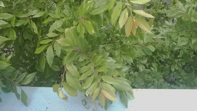 アキニレ 東京都大田区平和島公園