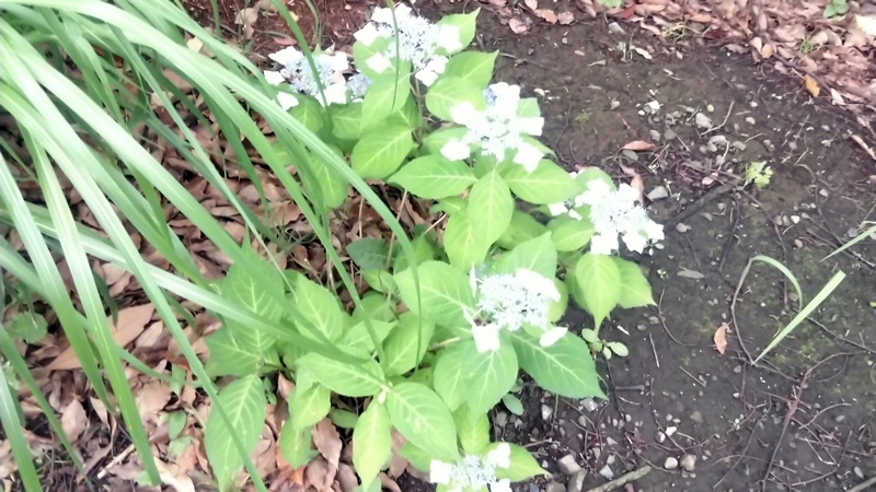 ガクアジサイ 東京都大田区平和の森公園