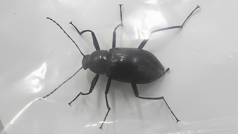 キマワリ 東京都大田区東海