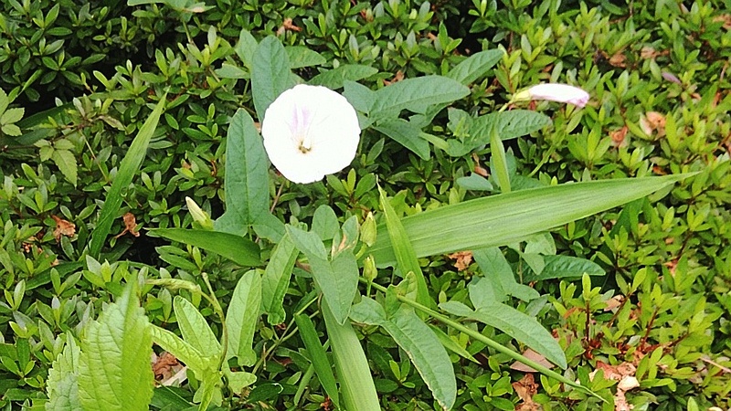 コヒルガオ 東京都大田区平和の森公園