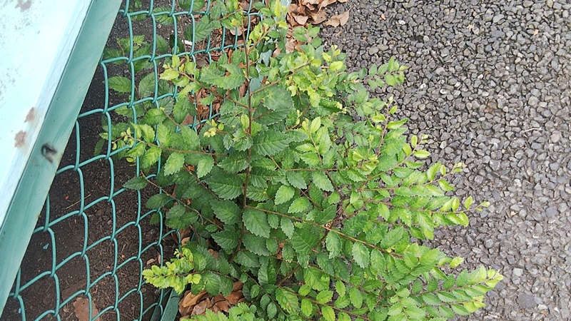 アキニレ 東京都大田区平和島公園