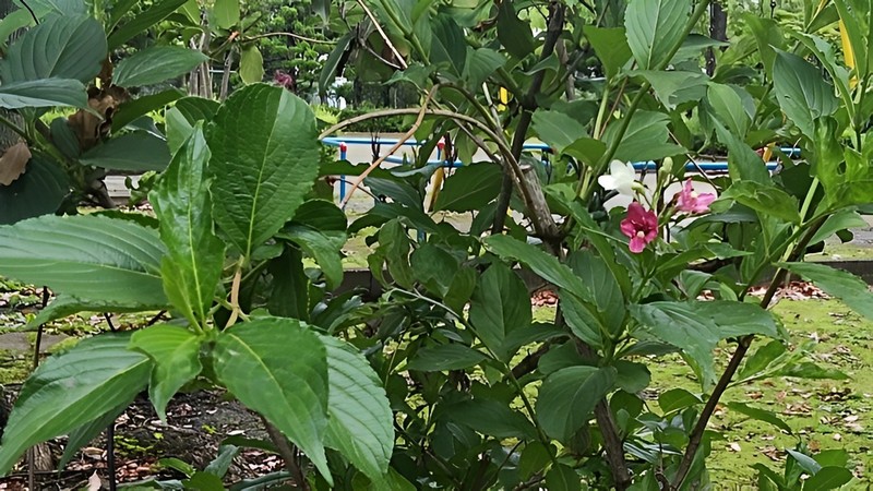 ハコネウツギ 東京都大田区平和島公園