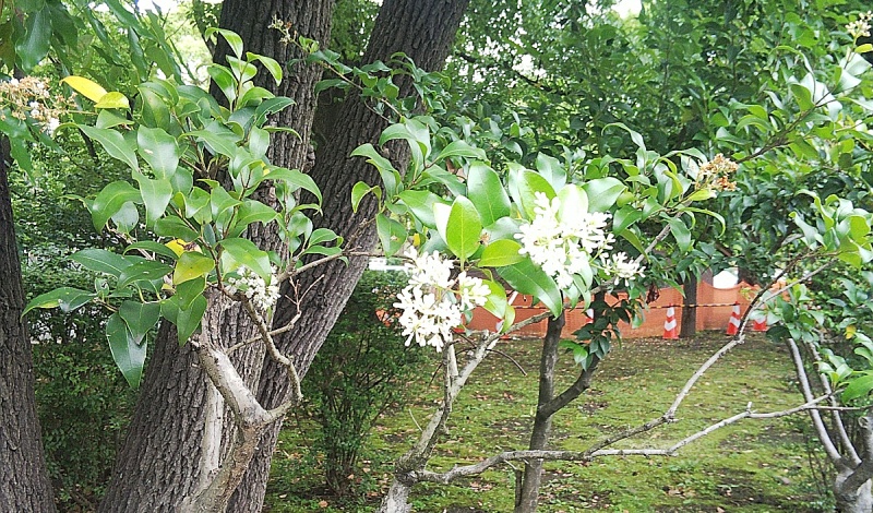ネズミモチの花 東京都大田区平和島公園