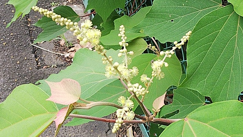 アカメガシワの雄花の蕾と花 東京都大田区平和島公園