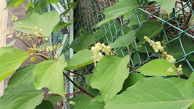 アカメガシワの雄花の蕾と花 東京都大田区平和島公園