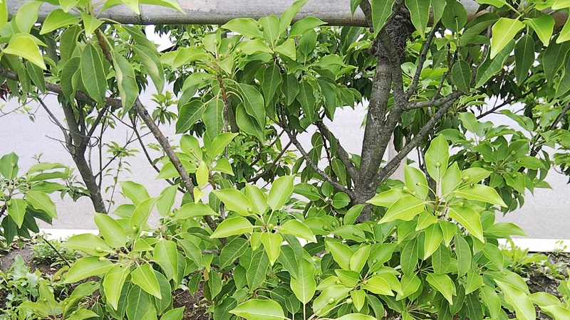 ソヨゴの果実 東京都大田区平和島公園