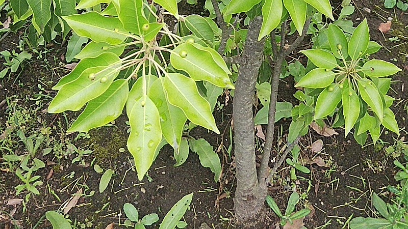 ソヨゴの果実 東京都大田区平和島公園