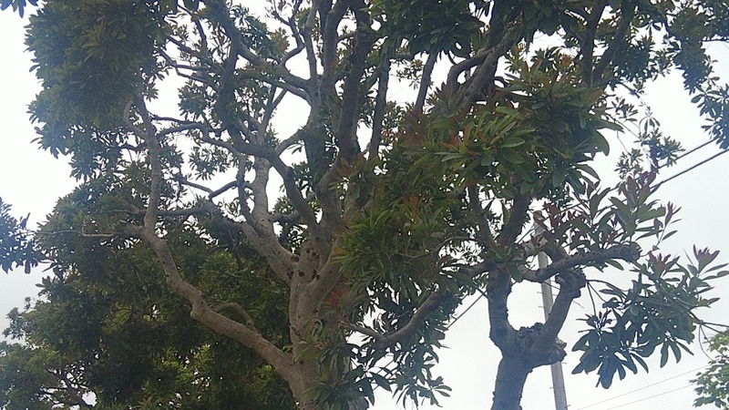 ヤマモモ 東京都大田区平和島公園