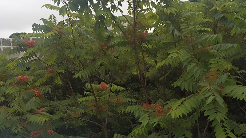 ニワウルシの花 東京都大田区平和島公園