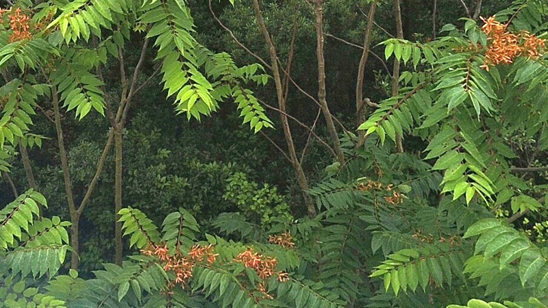 ニワウルシの花 東京都大田区平和島公園