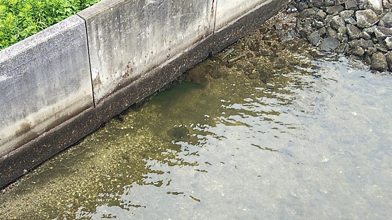 アカエイ 東京都大田区大和大橋