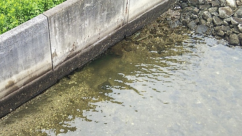 アカエイ 東京都大田区大和大橋