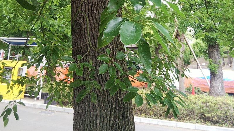 駐車場のゲート前のクスノキ 東京都大田区平和島公園