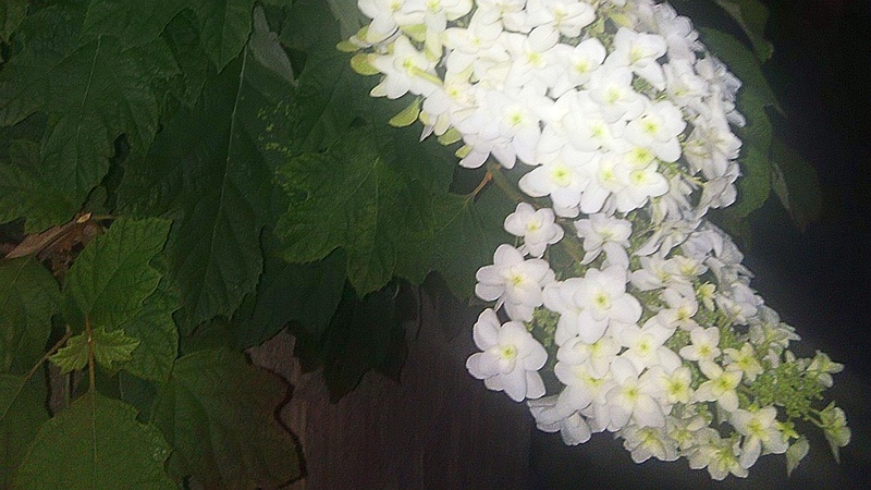 カシワバアジサイ 横浜市旭区中希望が丘