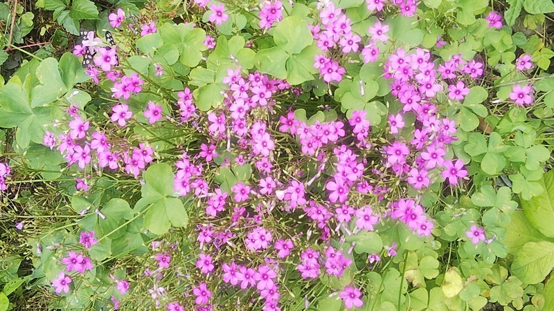 イモカタバミ 横浜市旭区今宿南町