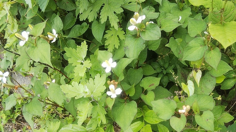 ドクダミ 横浜市旭区今宿南町