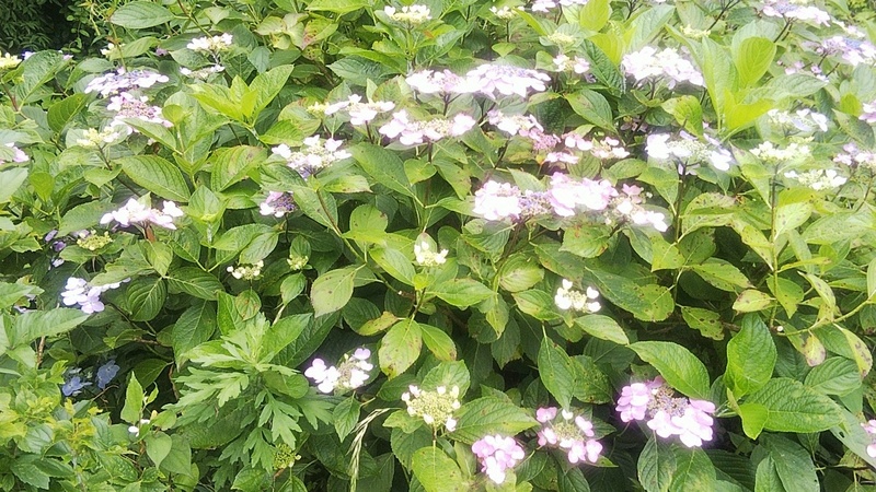ガクアジサイ 横浜市旭区今宿南町