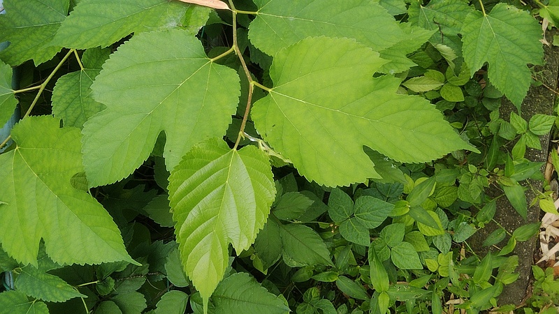 クワ 横浜市旭区今宿南町