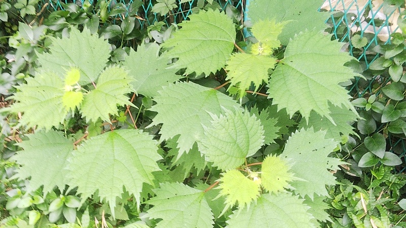 メヤブマオ 横浜市旭区今宿南町