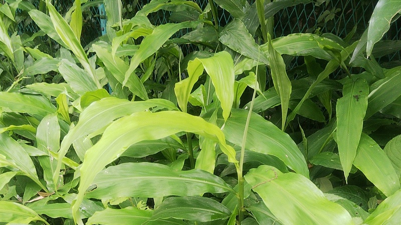 ミョウガ 横浜市旭区今宿南町