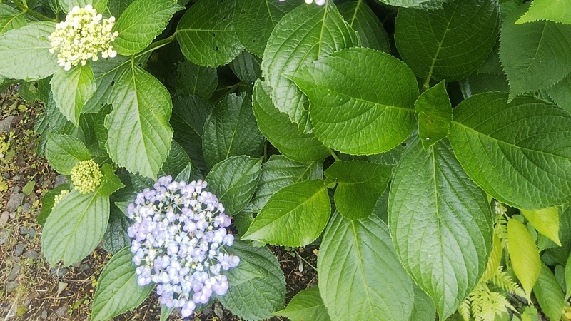 ガクアジサイ 横浜市旭区今宿南町