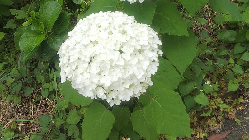 アナベルの花 横浜市旭区今宿南町