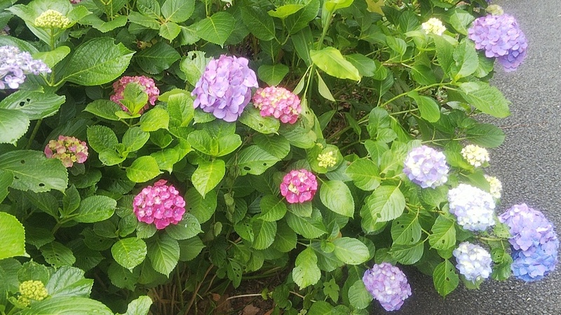 アジサイ 横浜市旭区今宿南町