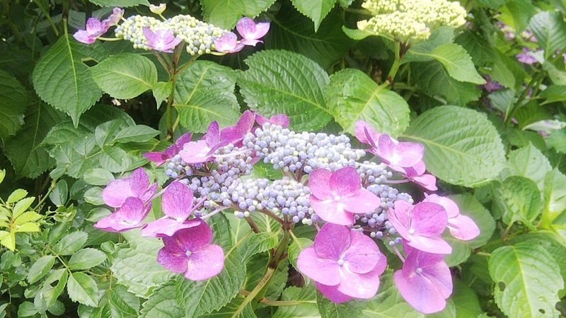 ガクアジサイ 横浜市旭区今宿南町