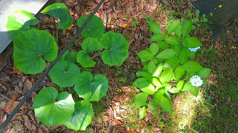 アジサイ、ツワブキ 東京都大田区平和の森公園