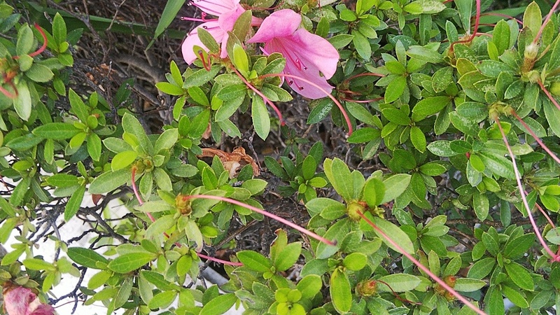 サツキ 東京都大田区平和の森公園