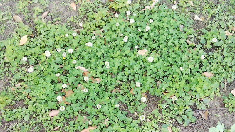 シロツメクサ 東京都大田区平和島公園