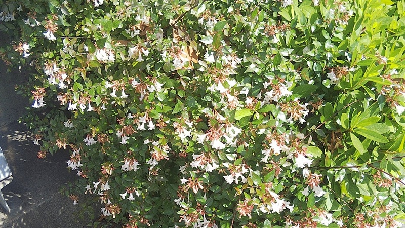 アベリア 東京都大田区平和島公園