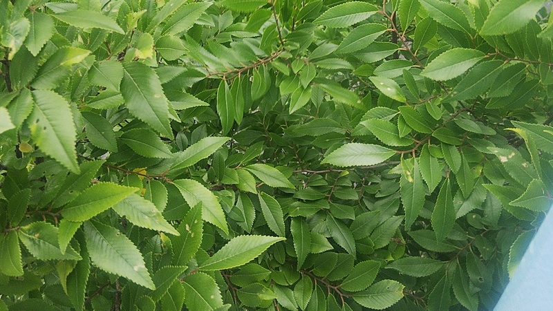 アキニレ 東京都大田区平和島公園