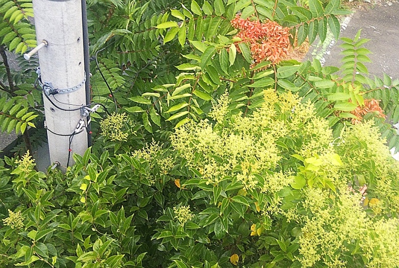 トウネズミモチとニワウルシの花 東京都大田区平和島公園