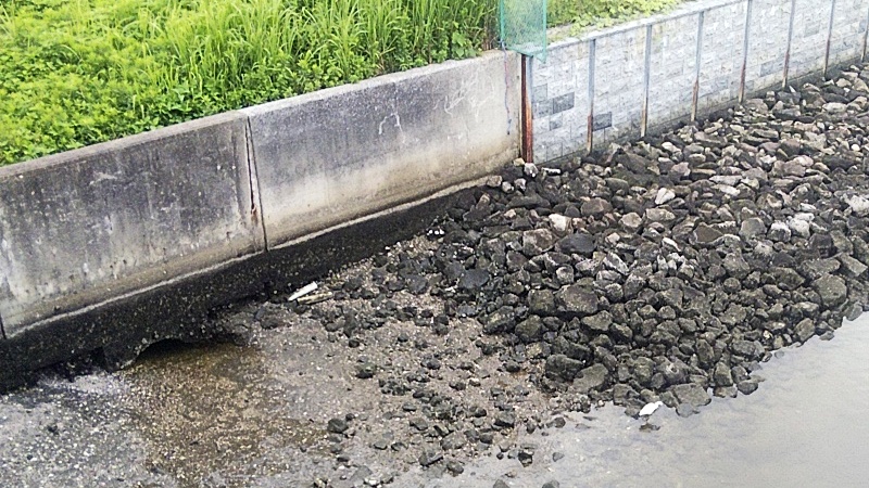 左岸のコサギ 東京都大田区大和大橋