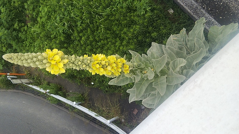 橋脚から生えたビロードモウズイカ 東京都大田区大和大橋