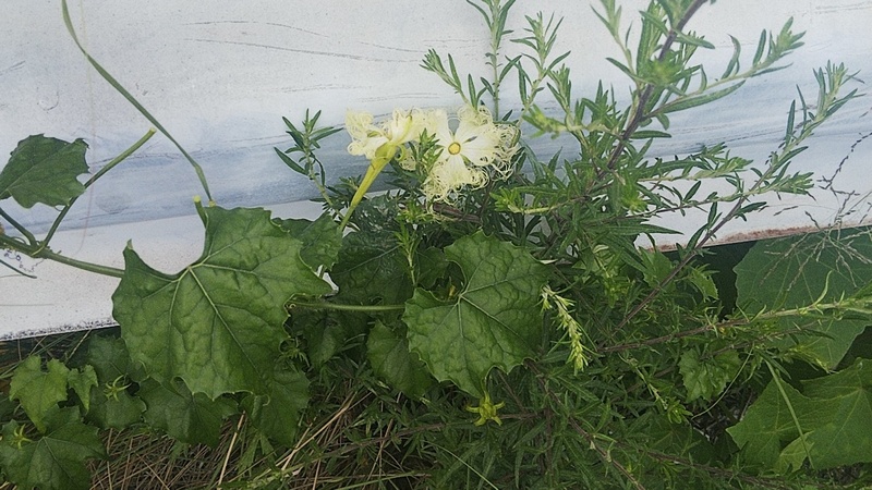 キカラスウリ 東京都大田区大和大橋