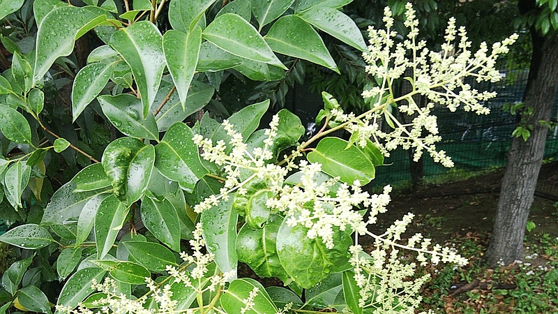 トウネズミモチの花 東京都大田区平和の森公園