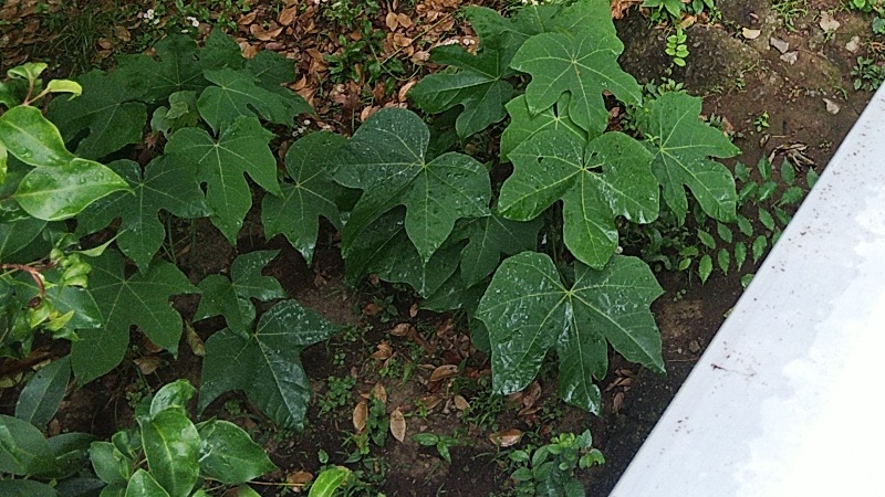 アオギリの幼木の葉 東京都大田区平和の森公園