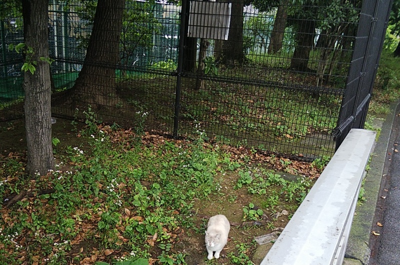 公園入口の野良猫 東京都大田区平和の森公園