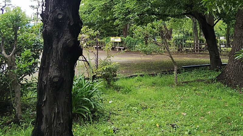 カイヅカイブキの幹、ネズミモチ、カンナ 東京都大田区平和島公園