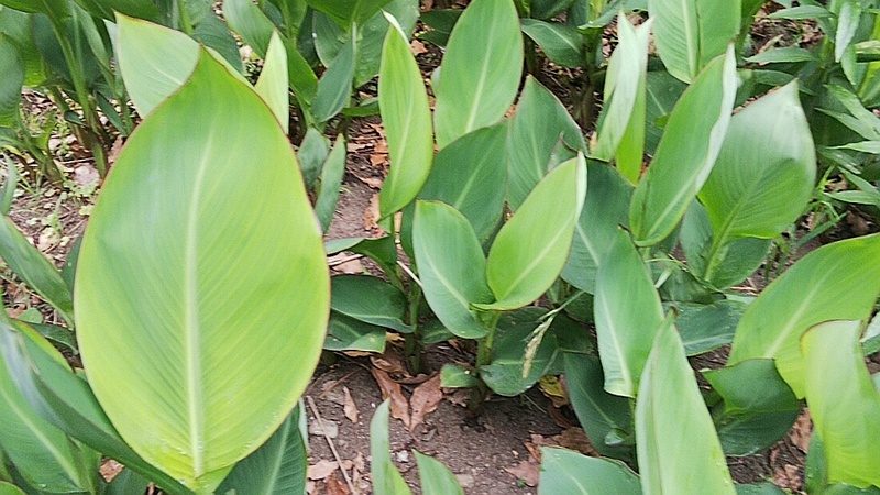 カンナの葉 東京都大田区平和島公園