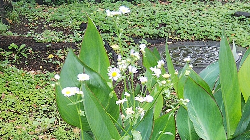 カンナとヒメジョオン 東京都大田区平和島公園