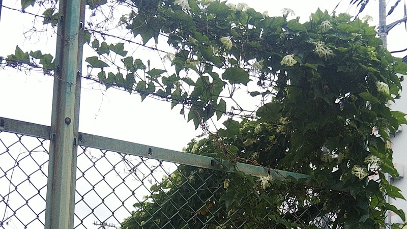 キカラスウリ 東京都大田区平和島